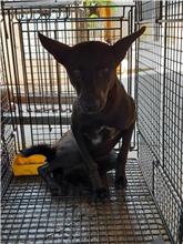 澎湖縣已領養狗 混種犬