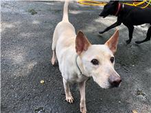 台北市已領養狗 混種犬