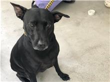 台北市已領養狗 混種犬