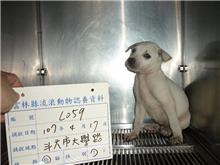 雲林縣已領養狗 混種犬