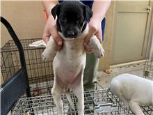 新竹市已領養狗 混種犬