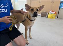 台北市已領養狗 混種犬