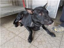 南投縣已領養狗 混種犬