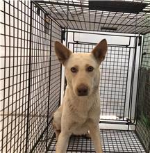 金門縣已領養狗 混種犬