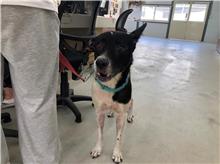 台北市已領養狗 混種犬
