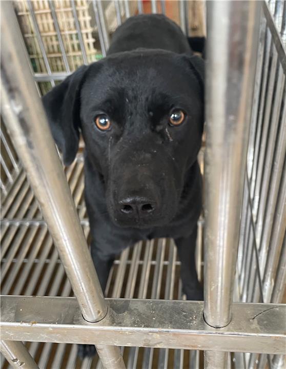 澎湖縣已領養狗 混種犬