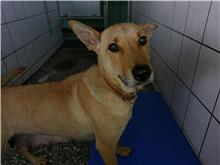 金門縣已領養狗 混種犬