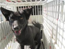 桃園市已領養狗 混種犬