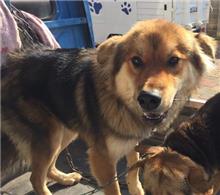 金門縣已領養狗 混種犬