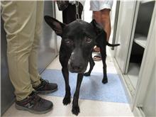 新竹市已領養狗 混種犬