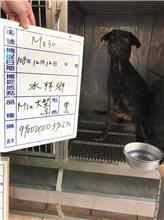 雲林縣已領養狗 混種犬
