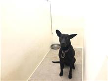 台北市已領養狗 混種犬