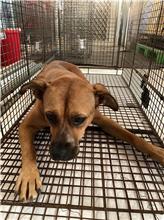 金門縣已領養狗 混種犬