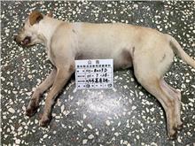 雲林縣已領養狗 混種犬