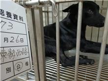 雲林縣已領養狗 混種犬