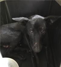 新北市已領養狗 混種犬