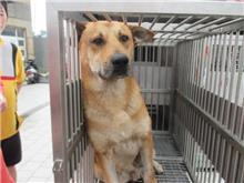 桃園市已領養狗 混種犬