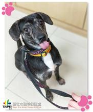 台北市已領養狗 混種犬