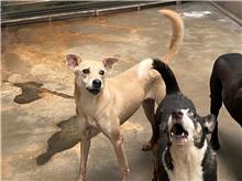 新北市已領養狗 混種犬