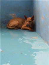 苗栗縣已領養狗 混種犬