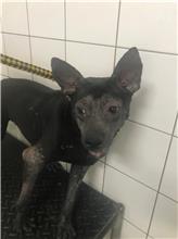 新北市已領養狗 混種犬