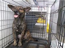 南投縣已領養狗 混種犬