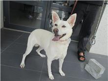 南投縣已領養狗 混種犬