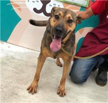 新北市已領養狗 混種犬