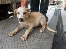 南投縣已領養狗 混種犬
