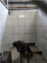 連江縣已領養狗 混種犬