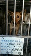 雲林縣已領養狗 混種犬