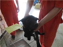 桃園市已領養狗 混種犬