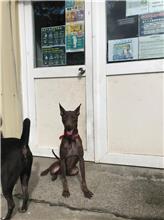 新北市已領養狗 混種犬