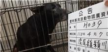 雲林縣已領養狗 混種犬