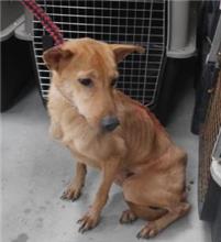 新北市已領養狗 混種犬