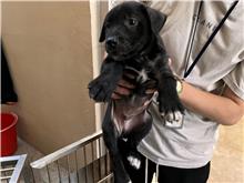 新竹市已領養狗 混種犬