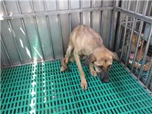 南投縣已領養狗 混種犬