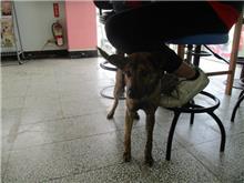 桃園市已領養狗 混種犬