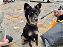 桃園市已領養狗 混種犬