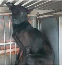 新北市已領養狗 混種犬