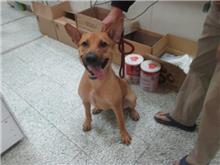 桃園市已領養狗 混種犬