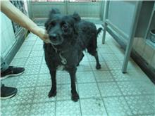 南投縣已領養狗 混種犬