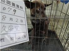 雲林縣已領養狗 混種犬
