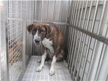 南投縣已領養狗 混種犬