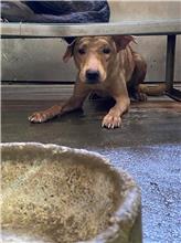 彰化縣已領養狗 混種犬