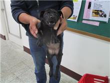 桃園市已領養狗 混種犬