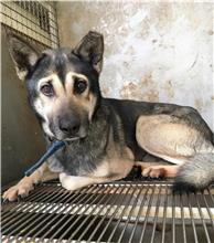 新竹縣已領養狗 混種犬