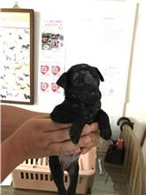 新竹縣已領養狗 混種犬