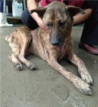 新北市已領養狗 混種犬