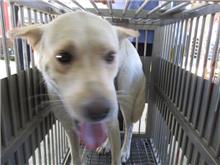 桃園市待認養狗｜混種犬｜白色｜公